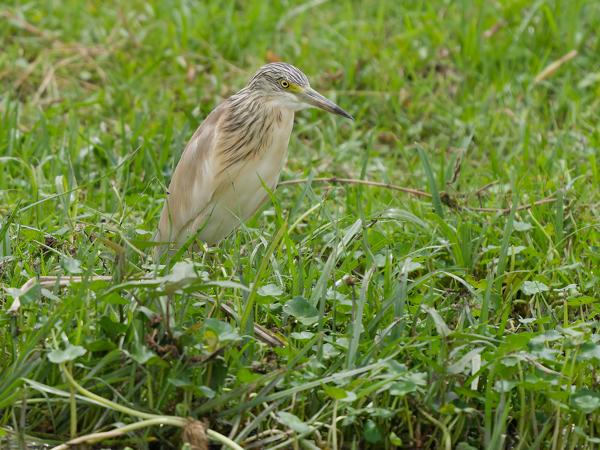 <h3><a href="/trips/tanzania/biota/animalia/chordata/aves/015 pelecaniformes/002 ardeidae/ardeola ralloides/ardeola ralloides-nl.html">Ardeola&nbsp;ralloides</a> / Squacco&nbsp;heron / Ralreiger</h3>OM-1 Mark II met OLYMPUS M.150-400mm F4.5 TC, 1/2000 sec  bij F5.6, ISO 800, afstand 14.6&nbsp;m